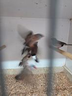 Diverse tropen, Meerdere dieren, Tropenvogel