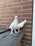 Irakees roll duiven, Dieren en Toebehoren