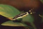Otocinclus cf. Macrospilus - Dwerg algen eter - Koidreams, Dieren en Toebehoren, Vis, Zoetwatervis