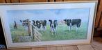 Schilderij met koeien  Wiebe van der Zee, Ophalen, 50 tot 75 cm, Zo goed als nieuw, Schilderij