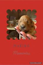 Labradoodle’s, Dieren en Toebehoren, Rabiës (hondsdolheid), Overige rassen, 8 tot 15 weken, Teef