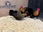 Jonge tamme Hollandse krielkippen gesekst en ingeënt, Dieren en Toebehoren, Pluimvee, Vrouwelijk, Kip