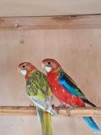 Te Koop 3 jonge prachtrosella, Dieren en Toebehoren, Vogels | Parkieten en Papegaaien, Meerdere dieren, Parkiet, Geringd
