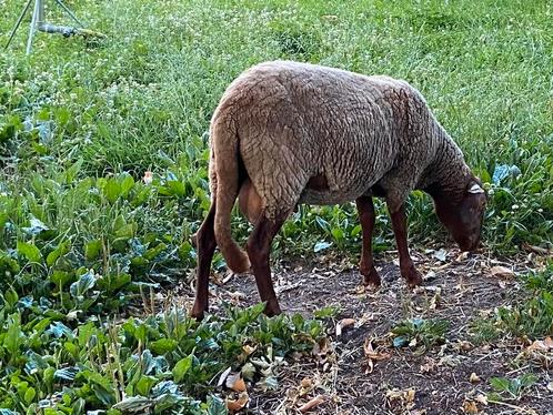 Solognote dekram, Dieren en Toebehoren, Schapen, Geiten en Varkens, Schaap, Mannelijk