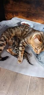 Bengaal katertje met stamboom, Dieren en Toebehoren, Katten en Kittens | Overige Katten, Kater, Kortharig, 0 tot 2 jaar