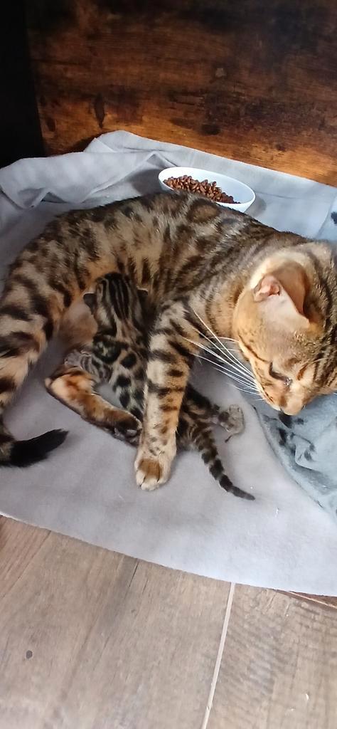 Bengaal katertje met stamboom, Dieren en Toebehoren, Katten en Kittens | Overige Katten, Kortharig, Kater, 0 tot 2 jaar