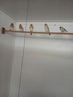 5 mannelijke putterbastaards 50€ per stuk, Dieren en Toebehoren, Vogels | Overige Vogels, Mannelijk, Wildzangvogel