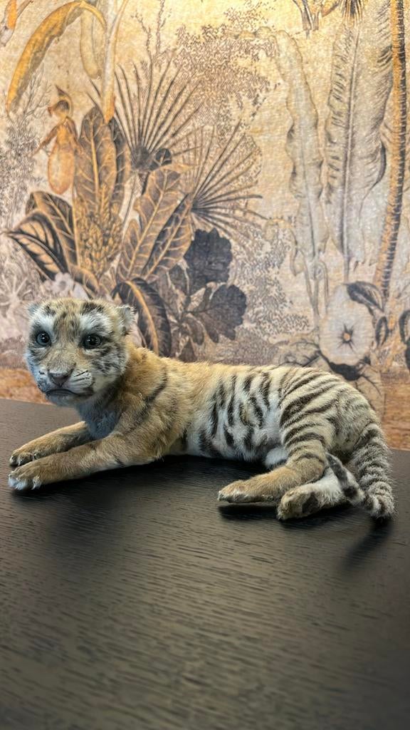 Schattig Golden Tabby Tijgerwelpje, Ophalen