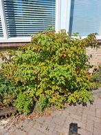 Fazantbes/ Grootmoedersoorbel stekken, Ophalen, Zomer, Overige soorten, Halfschaduw