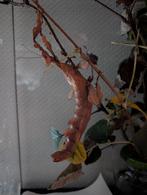 Flappentak psg 9, Dieren en Toebehoren, Overige soorten, 0 tot 2 jaar