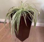 Hoge bloempot 60cm hoog 35x35cm bruin glazuur karamel gratis, 25 tot 40 cm, Binnen, Ophalen of Verzenden, Zo goed als nieuw