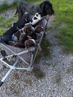 Duitse Staande Draadhaar pups, Dieren en Toebehoren, Duitse Staande hond, België, Particulier, CDV (hondenziekte)