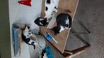 Kittens, Dieren en Toebehoren, Katten en Kittens | Overige Katten, Meerdere dieren