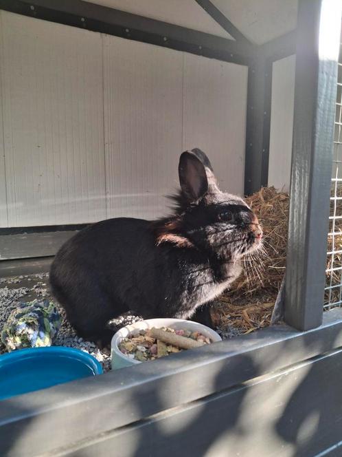 Lief konijntje, Dieren en Toebehoren, Konijnen, Klein, Vrouwelijk, 3 tot 5 jaar