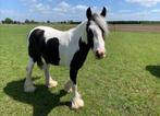 Bonte Tinker ruin, Gechipt, Minder dan 160 cm, Ruin, 3 tot 6 jaar