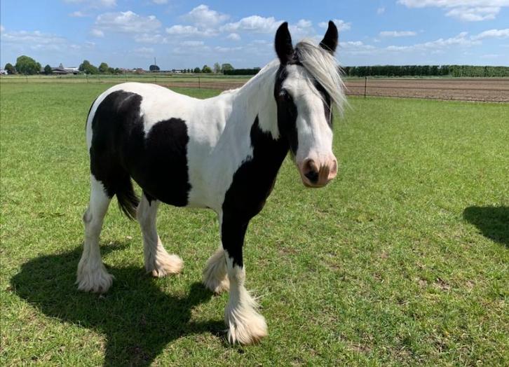 Bonte Tinker ruin, Dieren en Toebehoren, Paarden, Ruin, Onbeleerd, Minder dan 160 cm, 3 tot 6 jaar, Recreatiepaard, Gechipt, Ontwormd