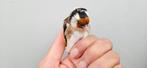 Majoor putters Wildkleur 2025!Zie verder bechrijving, Dieren en Toebehoren, Vogels | Overige Vogels, Meerdere dieren, Wildzangvogel