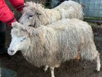 Tweeling ooien, mix van diverse rassen, Vrouwelijk, Schaap