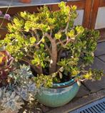 Crassula Ovata Sunset, Huis en Inrichting, Kamerplanten, Ophalen, Halfschaduw, Minder dan 100 cm