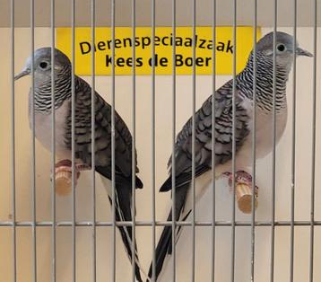Koppeltje vredesduifjes  beschikbaar voor biedingen