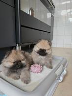 Raszuivere pomeriaan pups, Keeshond, CDV (hondenziekte), 8 tot 15 weken, Meerdere