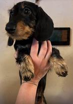 Knap ruwhaar dwerg kaninchen teckel reu met FCI stamboom, Rabiës (hondsdolheid), 15 weken tot 1 jaar, Reu, Dwerg