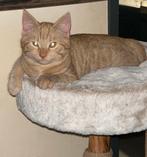 Lief katertje, Dieren en Toebehoren, Katten en Kittens | Overige Katten, Kater