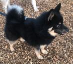 Prachtig mini Pomsky reutje  11 Maanden, Dieren en Toebehoren, Honden | Chihuahua's en Gezelschapshonden, 15 weken tot 1 jaar