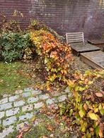 Buxus Haag - ca. 10 meter, Tuin en Terras, Planten | Bomen, Bloeit niet, Overige soorten, 400 cm of meer, Ophalen