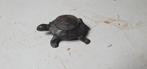 Koperen  schildpad, Antiek en Kunst, Antiek | Koper en Brons, Ophalen of Verzenden