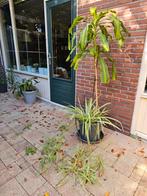 Dracaena kamerplant, Huis en Inrichting, Ophalen, In pot, Halfschaduw, 200 cm of meer