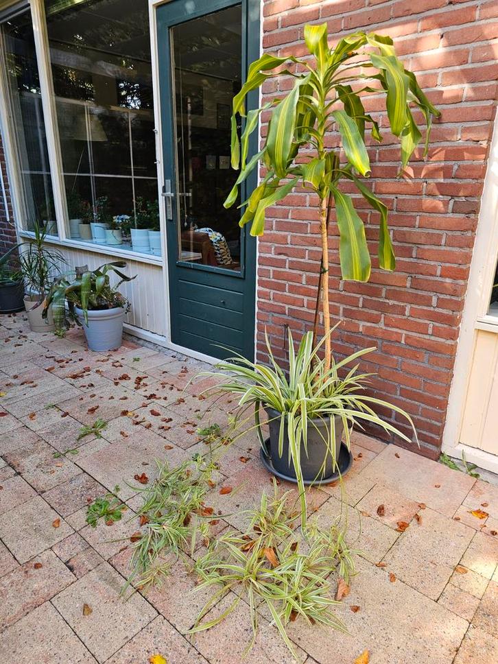 Dracaena kamerplant, Huis en Inrichting, Kamerplanten, 200 cm of meer, Halfschaduw, In pot, Ophalen