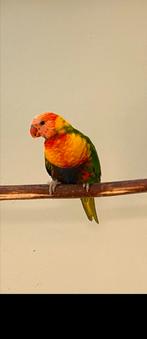 Bonte lori, Dieren en Toebehoren, Vogels | Parkieten en Papegaaien, Vrouwelijk, Parkiet, Geringd