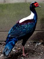 Pauwen-Oor fazanten-goud-Zilver-Konings-Glans-Eliot-Bos-ect., Meerdere dieren, Overige soorten