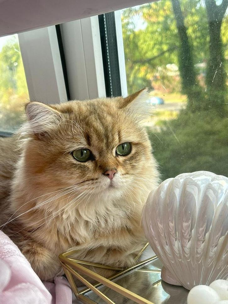 Eindhoven, Dieren en Toebehoren, Katten en Kittens | Raskatten | Langhaar, Kater