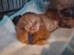 Prachtige rode Britse langhaar x Main coon x htk kittens, Poes