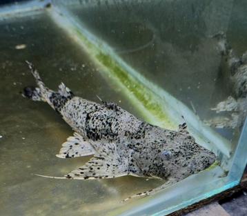 Goonch catfish  beschikbaar voor biedingen