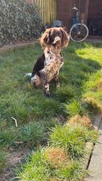 Ervaren Dekreu Heidelwachtel /Duitse staande hond langhaar, Dieren en Toebehoren, Duitse Staande hond, Rabiës (hondsdolheid), Reu