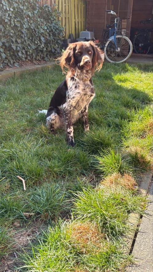 Ervaren Dekreu Heidelwachtel /Duitse staande hond langhaar, Dieren en Toebehoren, Honden | Setters en Staande honden, Reu, Duitse Staande hond