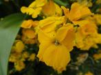 Te koop: muurbloem zaailingen, Ophalen