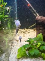 Gratis torenslakjes, Dieren en Toebehoren, Slak of Weekdier, Zoetwatervis