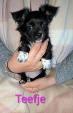 Chihuahua puppies 650 euro, Dieren en Toebehoren, Honden | Chihuahua's en Gezelschapshonden, 8 tot 15 weken, Meerdere, Meerdere dieren