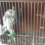 4 parkieten, Dieren en Toebehoren, Vogels | Parkieten en Papegaaien, Mannelijk, Parkiet