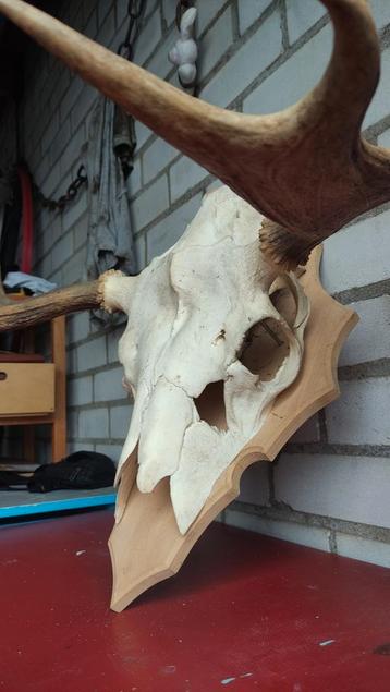 Eland schedel gewei - moose antlers trofee groot stoer mooi