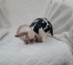 🎁❤️ ECHTE MINILOP RASZUIVER TAM KNUFFEL KOPPELTJE, Meerdere dieren, Dwerg