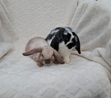 🎁❤️ ECHTE MINILOP RASZUIVER TAM KNUFFEL KOPPELTJE  beschikbaar voor biedingen