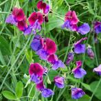 Zaden Lathyrus odoratus Cupani, Tuin en Terras, Bloembollen en Zaden, Verzenden, Volle zon