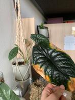 Alocasia Dragon Scale met pot, Huis en Inrichting, Kamerplanten, Overige soorten, Minder dan 100 cm, Ophalen of Verzenden, Halfschaduw