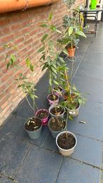 amandelboom, Tuin en Terras, Planten | Bomen, Ophalen of Verzenden, Volle zon, Overige soorten, Minder dan 100 cm