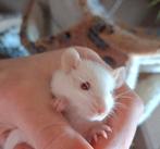 ❤️Tamme Gezins Rittens Ratjes🐁❤️🥰 Agouti Albino Solid, Dieren en Toebehoren, Rat, Meerdere dieren, Tam, Oktober